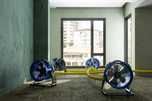 Best Water damage cleanup near me  in De Soto, IL